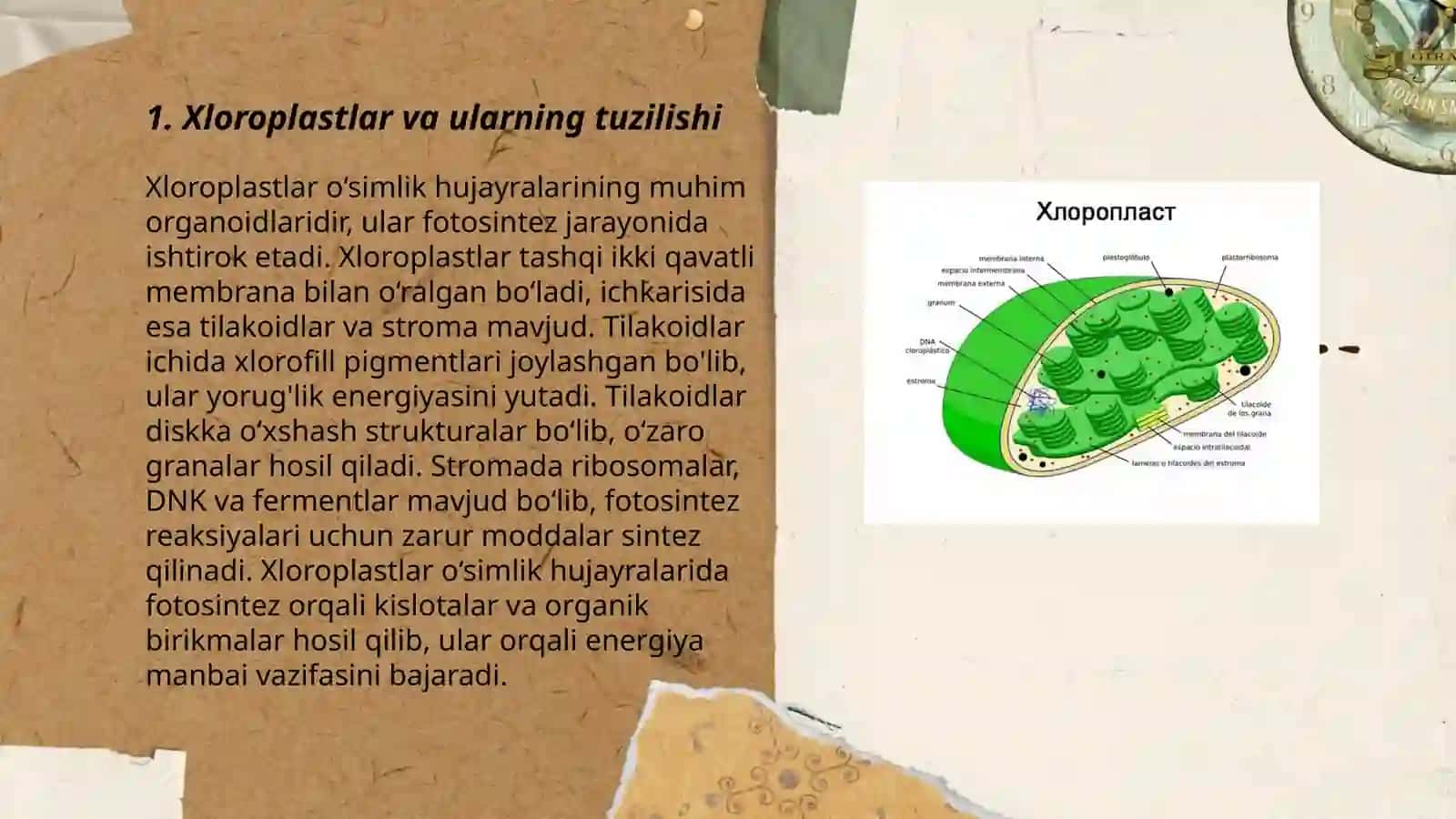 Xloroplastlar 3
