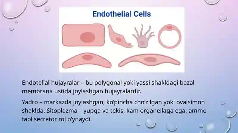 Qon tomir endoteliysi funksiyasi. Gistalogiya 3