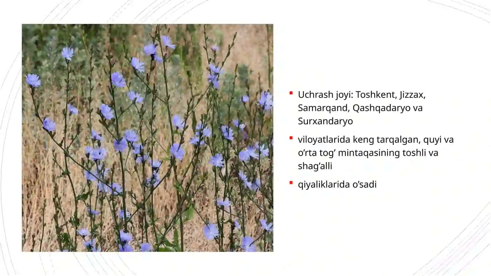 Sachratqi o‘simligining dorivorlik xususiyatlarini xususiyatlari 3