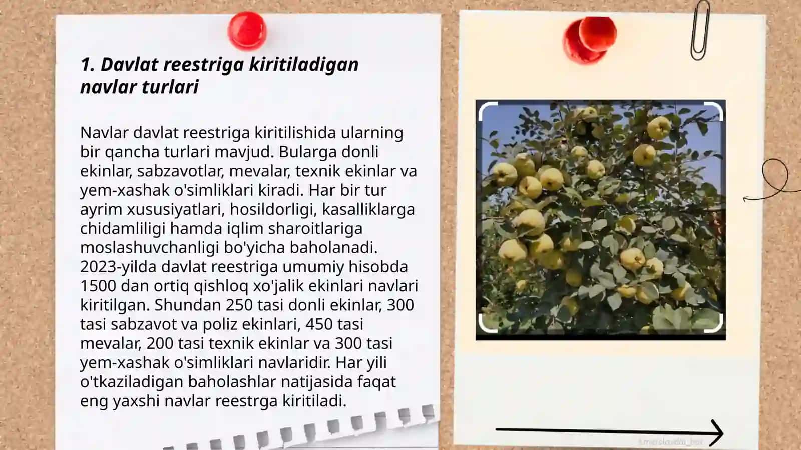 Behining davlat reestriga kiritilgan navlarining tarifi 3