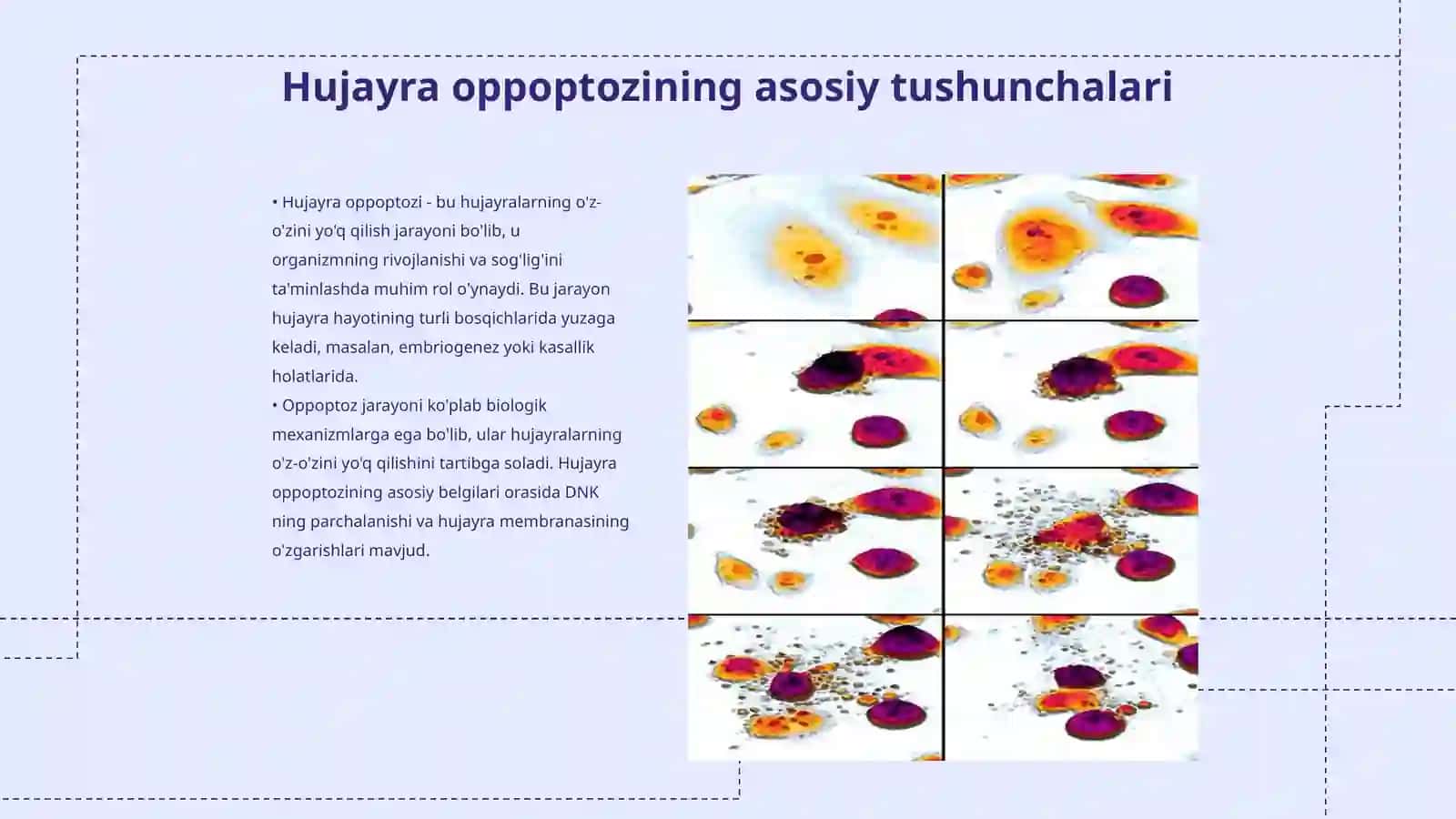 Hujayra oppoptozi va uning geologik ahamiyati 3