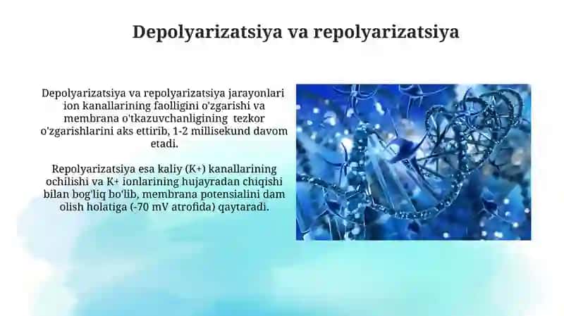 NERV IMPULSLARI HOSIL BOʻLISHI,SINAPTIK OʻTKAZILISHINING MOLEKULYAR MEXANIZMLARI 3