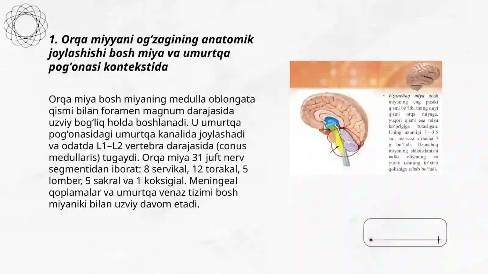 Orqa miyyani ogʻzagining anatomik joylashishi bosh miya va umurtqa pogʻonasi kontekstida 3