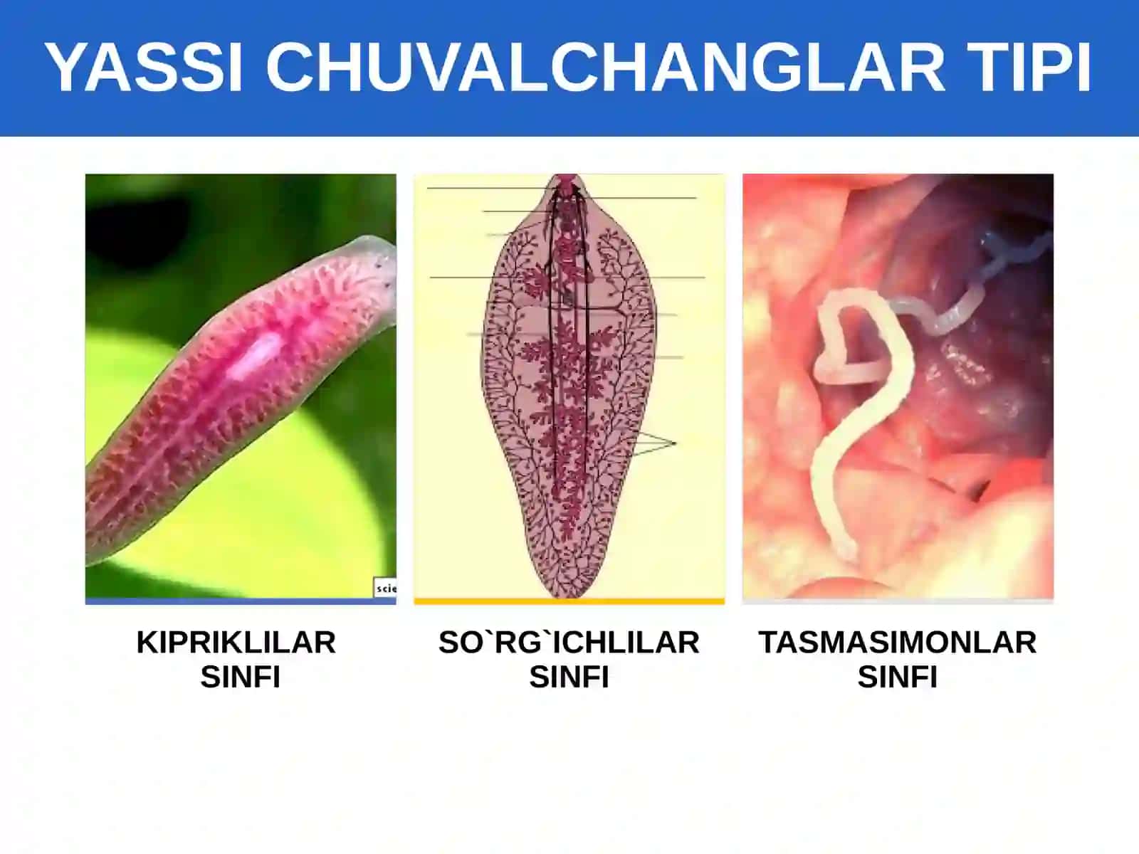 Yassi chuvalchanglar tipi. Kiprikli chuvalchanglar sinfi 3