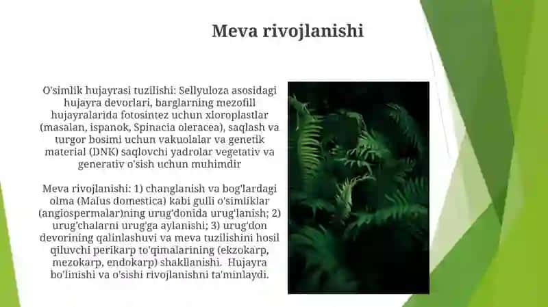 O'simlik Hujayra va To'qimalar 3