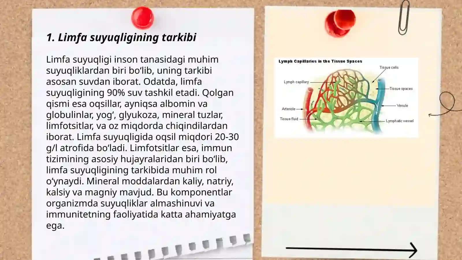 Limfa sistemasi fiziologiyasi 3