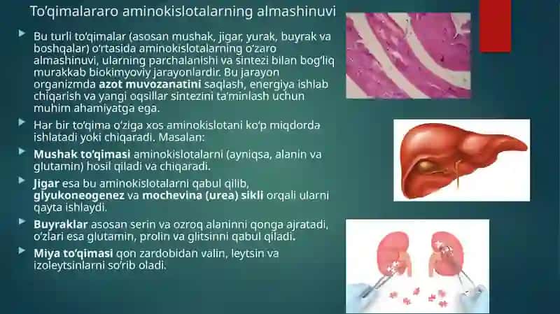 Aminokislotalar almashinuvining umumiy va xususiy yo’llari. 3