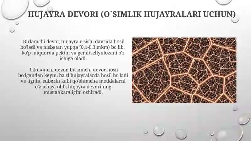 Eukaroit hujayralarning ultrastrukturaviy tuzilishi 3