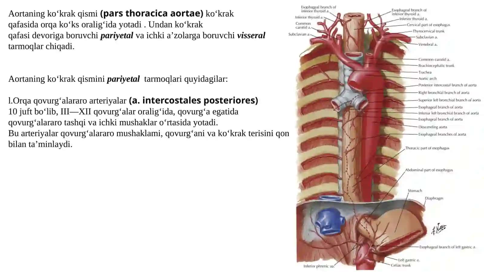 Koʻkrak aortasi va qorin aortasining tarmoqlari. Ichki a'zolarning qon bilan ta'minlanishining jarrohlikdagi ahamiyati oʻziga xoslik 3