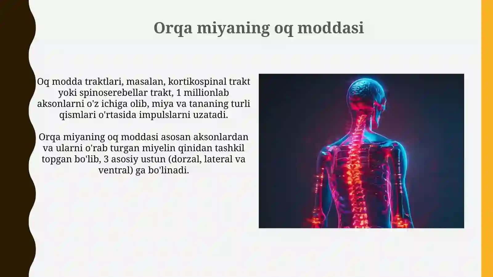 Asab tizimi.Markaziy va periferik nerv tizimi va orqa miyauningtuzilishi 3