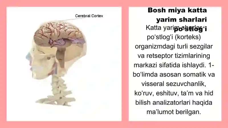 bosh miya katta yarimsharlari poʻstlogʻi fiziologiyasi 3