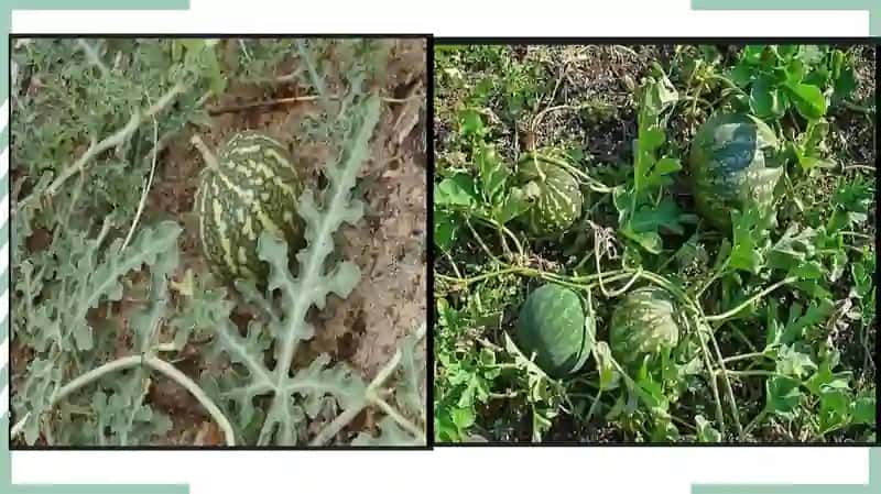 Citrullus colocynthis (Achchiq tarvuz) o'simligi 3