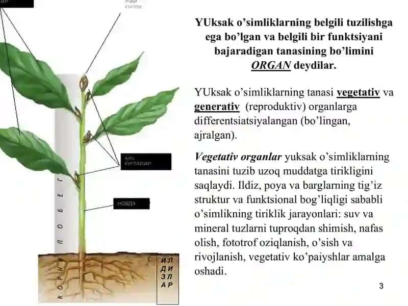 TURLI O‘SIMLIKLARNING ILDIZ TIZIMINI TAQOSLAB MAKETINI TAYYORLASH 3