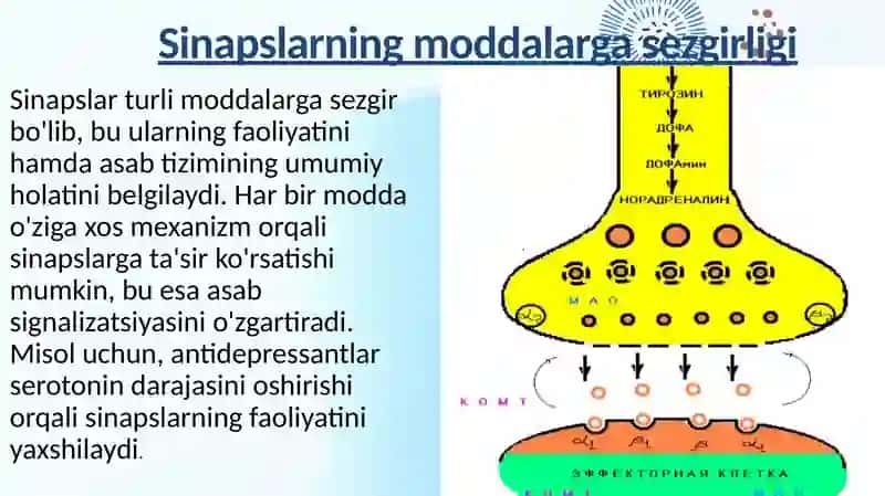 Sinapslarning turli moddalarga sezgirligi 3