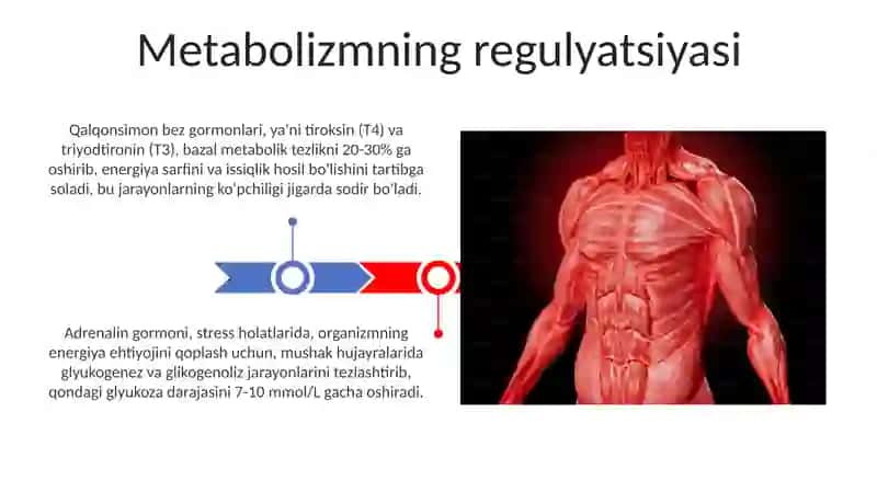 Moddalar va energiya almashinuvi 3