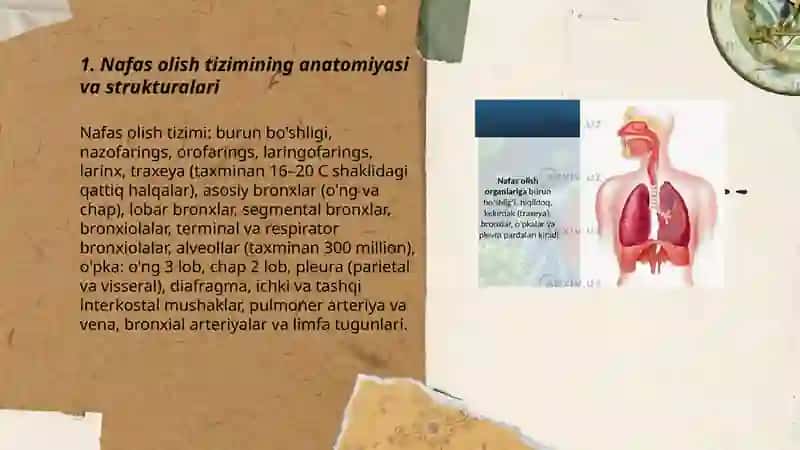 Nafas olish tizimining normal funksiyasi va inson salomatligi 3