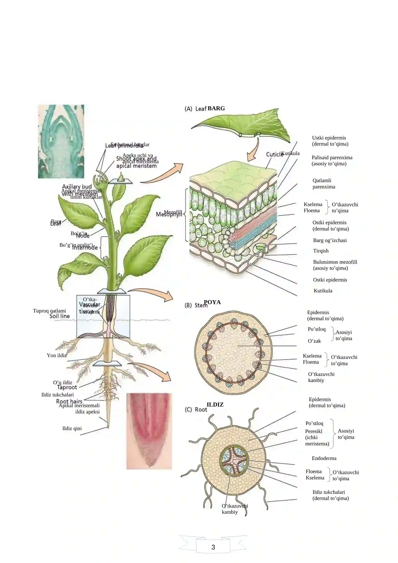 Hujayra fiziologiyasi 3