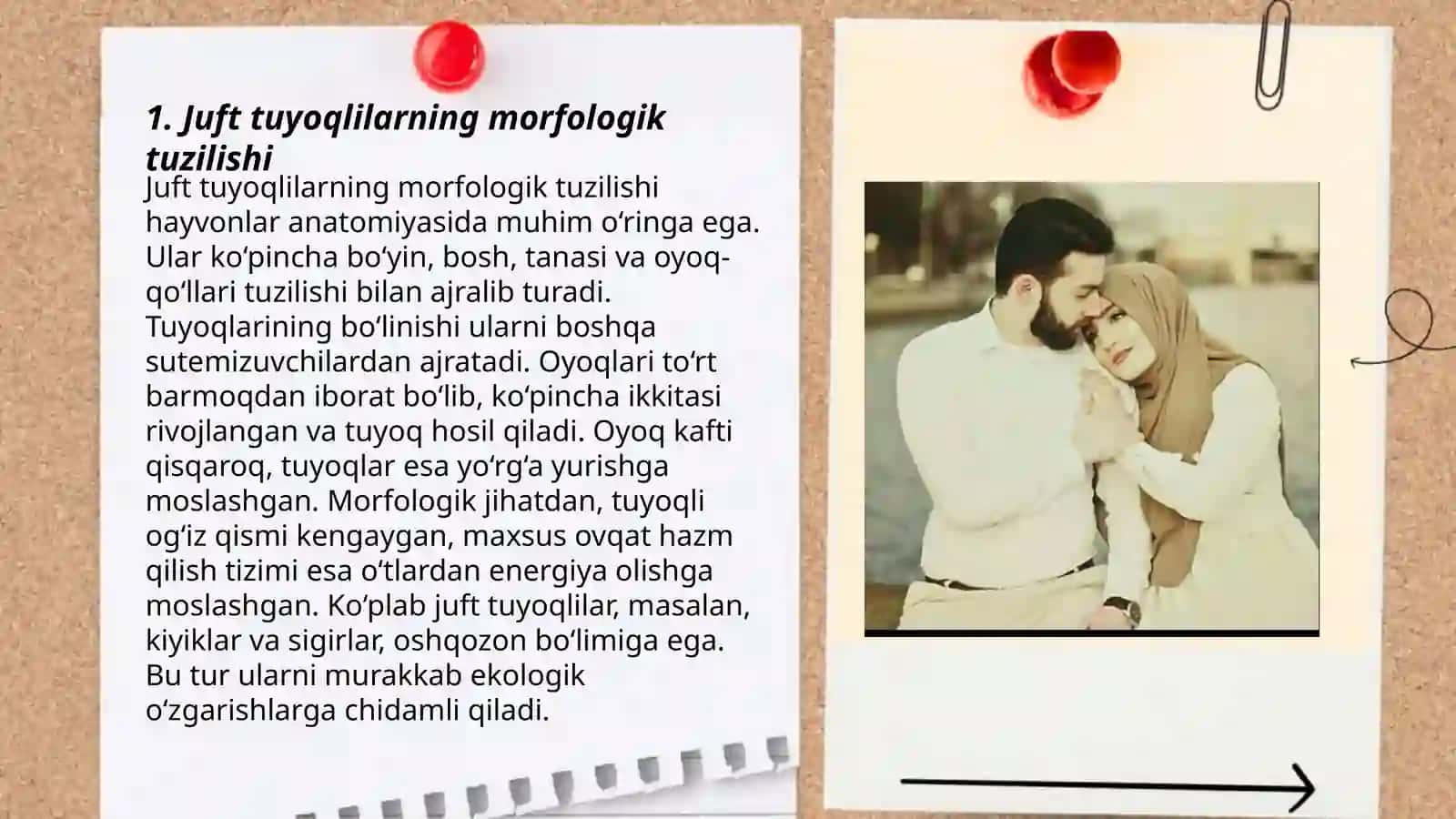 Juft va toq tuyoqlilarning o'xshashliklari va farqlari 3