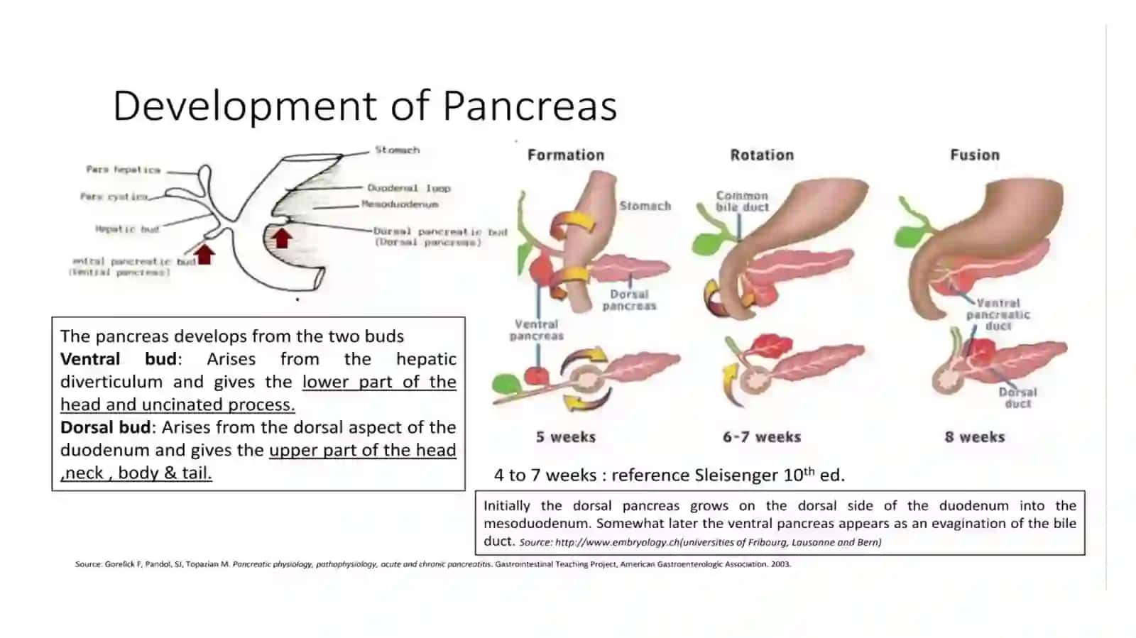 Annular pancreas / Taqasimon oshqozonosti bezi 3