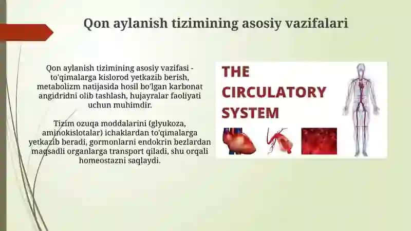 Qon aylanish tizmining asoslari 3