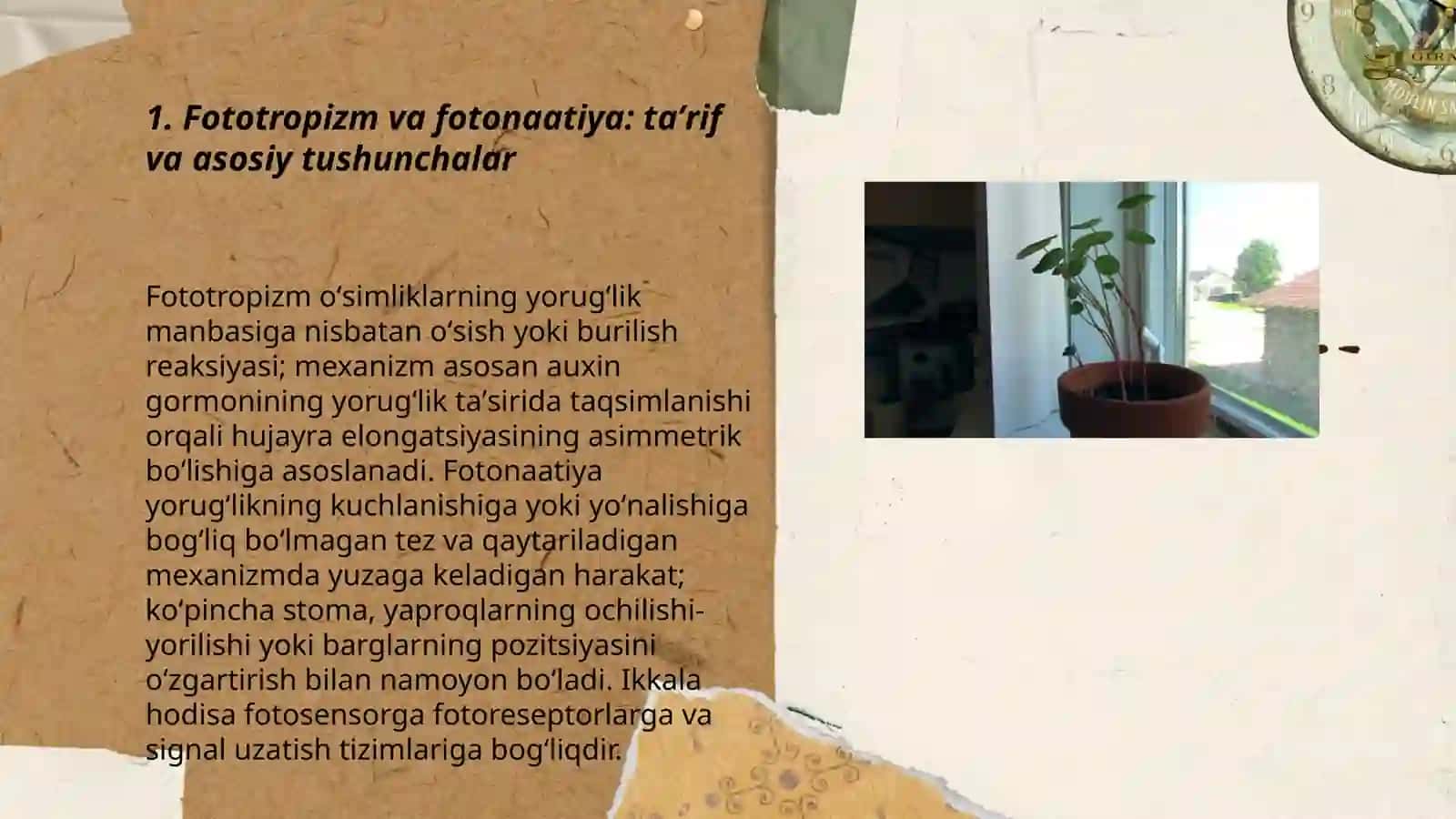 Oʻsimliklarda fototropizm fotonaatiya va geotropizm hodisalarini kuzatish 3