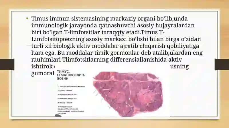 Timusdagi T-Limfotsitlarning yetilish jarayoni 3