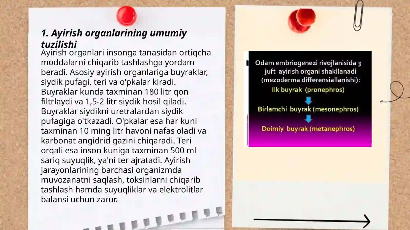 Ayirish organlari tizimi. Siydik yoʻllari,pufagi va ularning tuzulishi 3