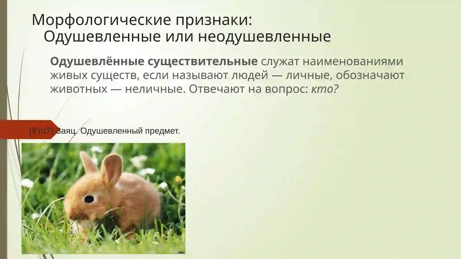 Имя существительное 3