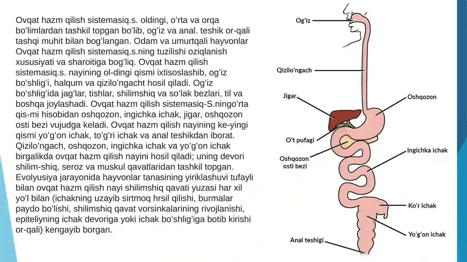 Ovqa tuzilishi va qilish sistemasi 3