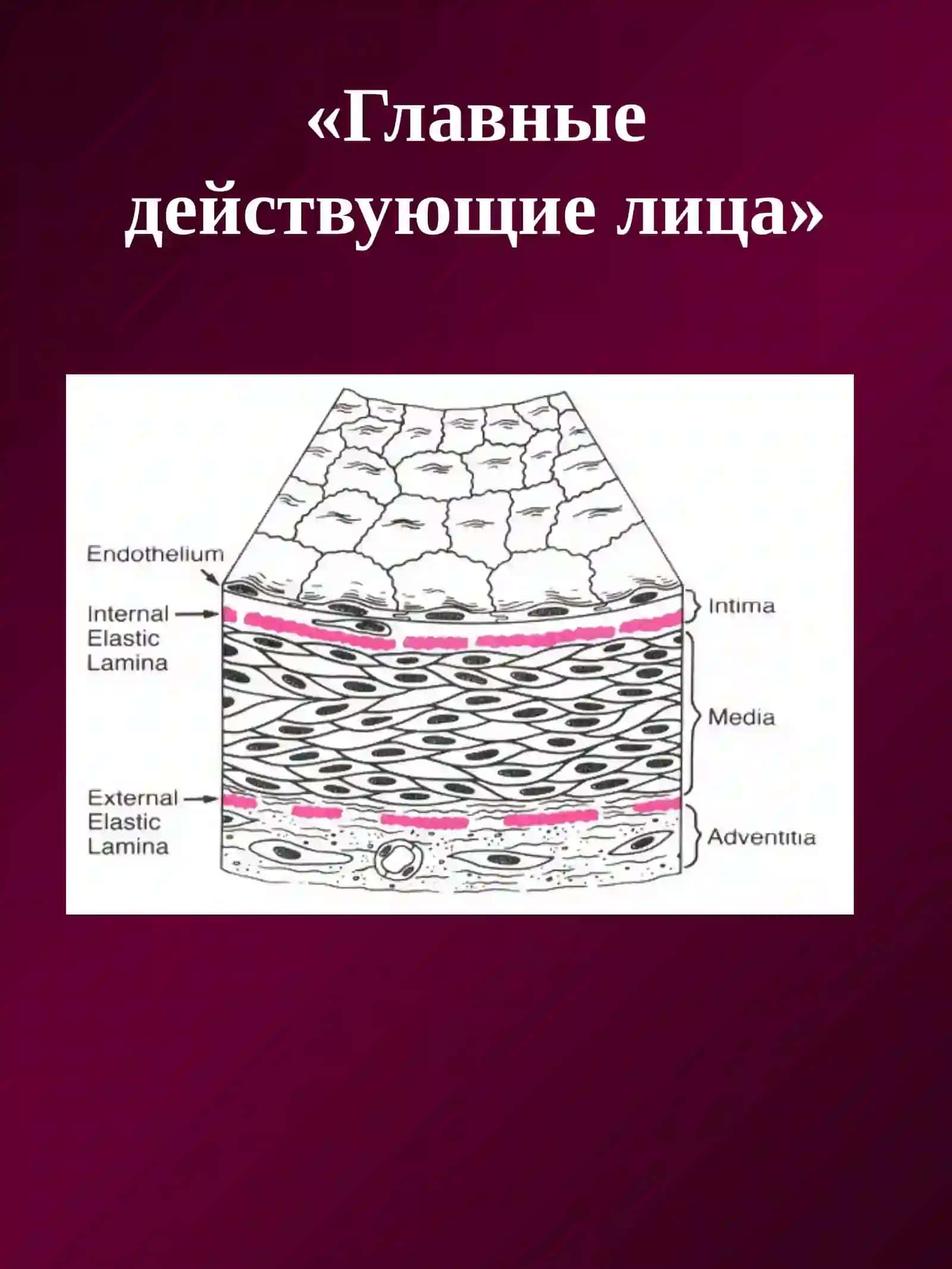 ПАТОЛОГИЯ КРОВЕНОСНЫХ СОСУДОВ И СЕРДЦА 3
