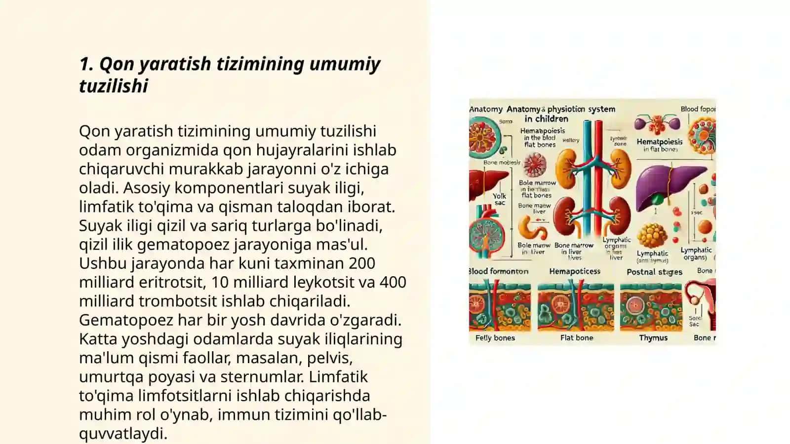 Bolalarda qon yaratish tizimi anatomo-fiziologik xususiyatlari 3