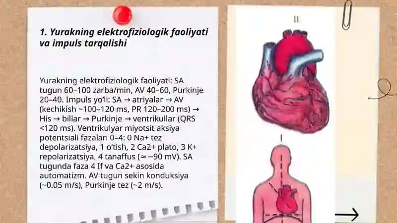 Yurakning ishlash mexanizmi va boshqarilishi 3