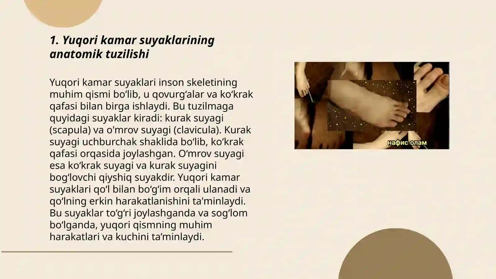 Yuqori kamar suyaklarining anatomik tuzilishi 3