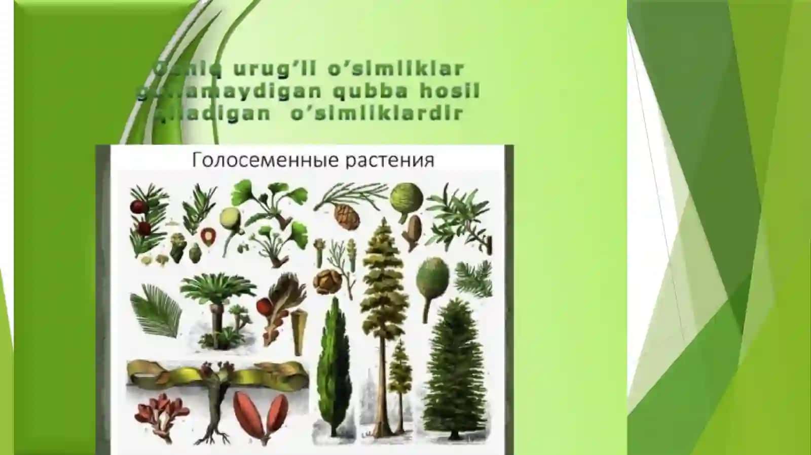 Ochiq va yopiq urug’li o’simliklar,ularning qishloq xo’jaligidagi ahamyat 3