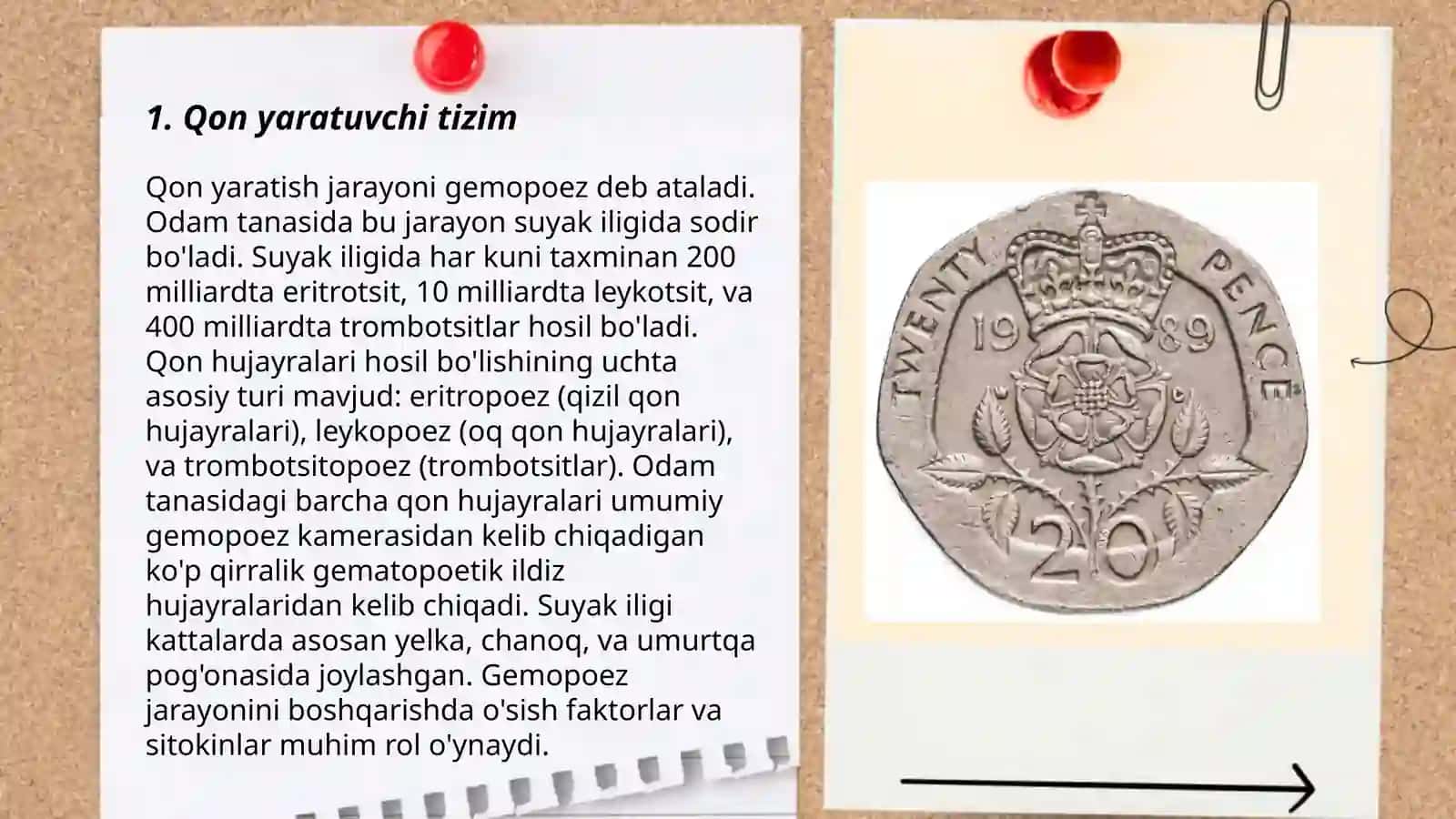 Qon yaratuvchi va immun ximoya aʼzolari 3