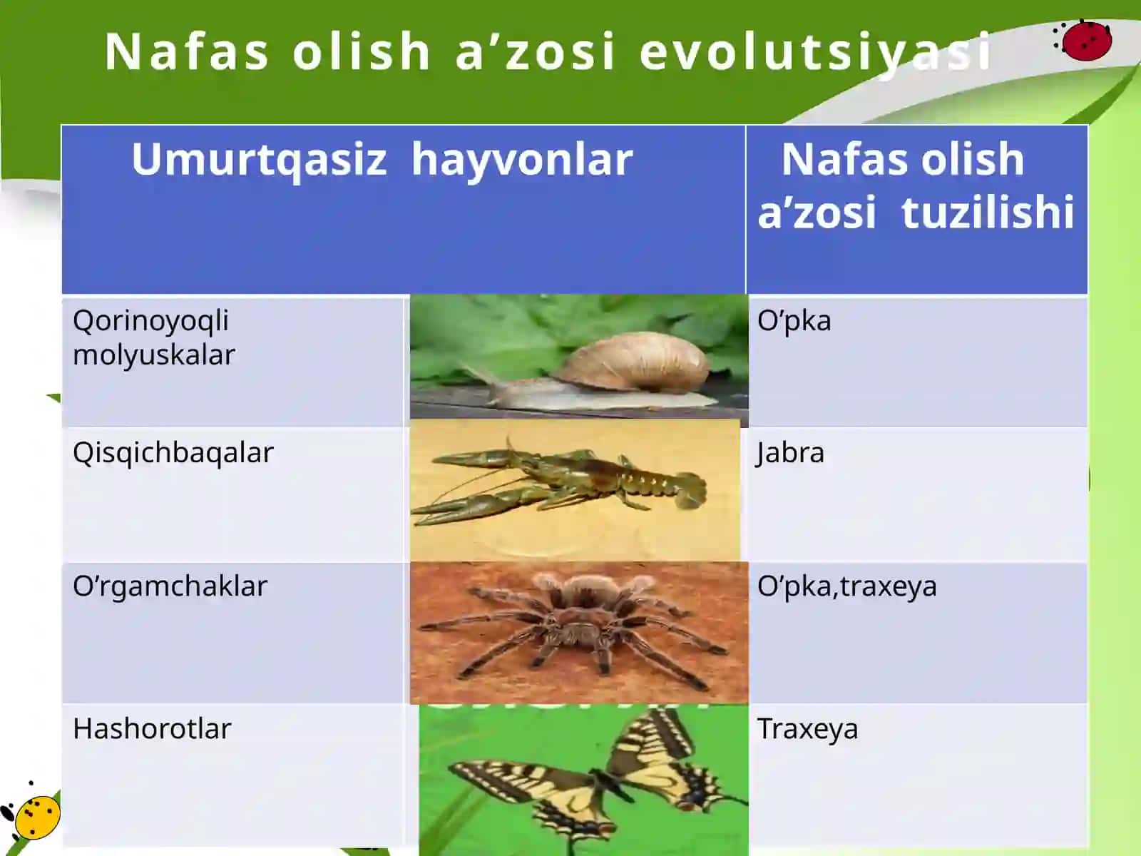 Hayvonlarning nafas olish organlari evolutsiyasi 3
