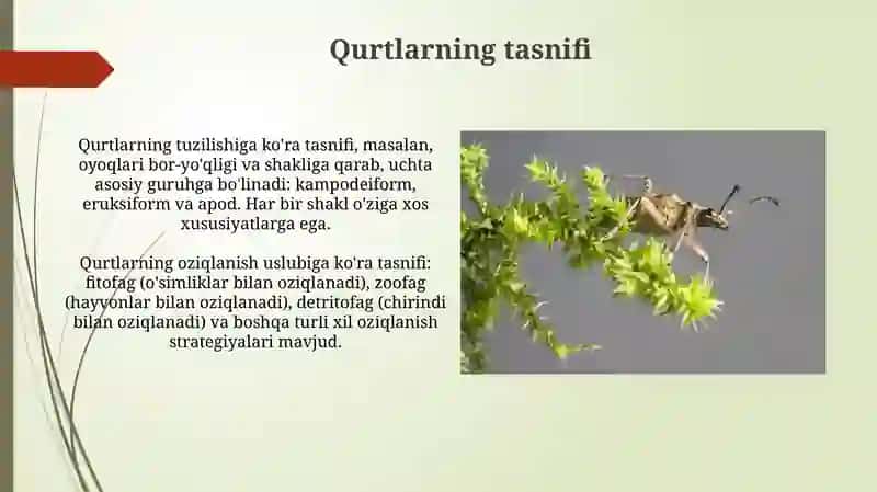 Qurtlarning tasnifi 3
