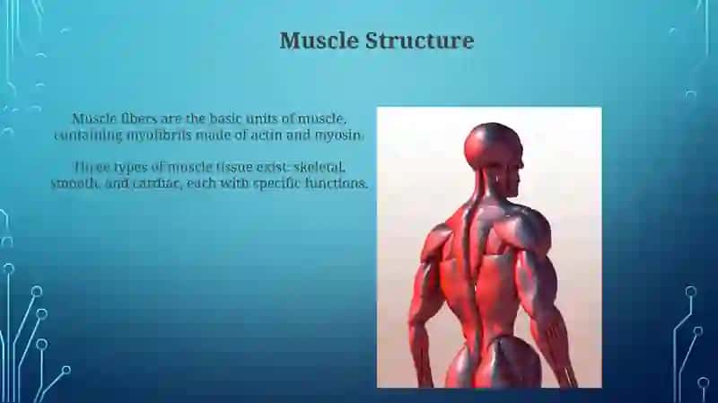 Muscular system of a human being 3
