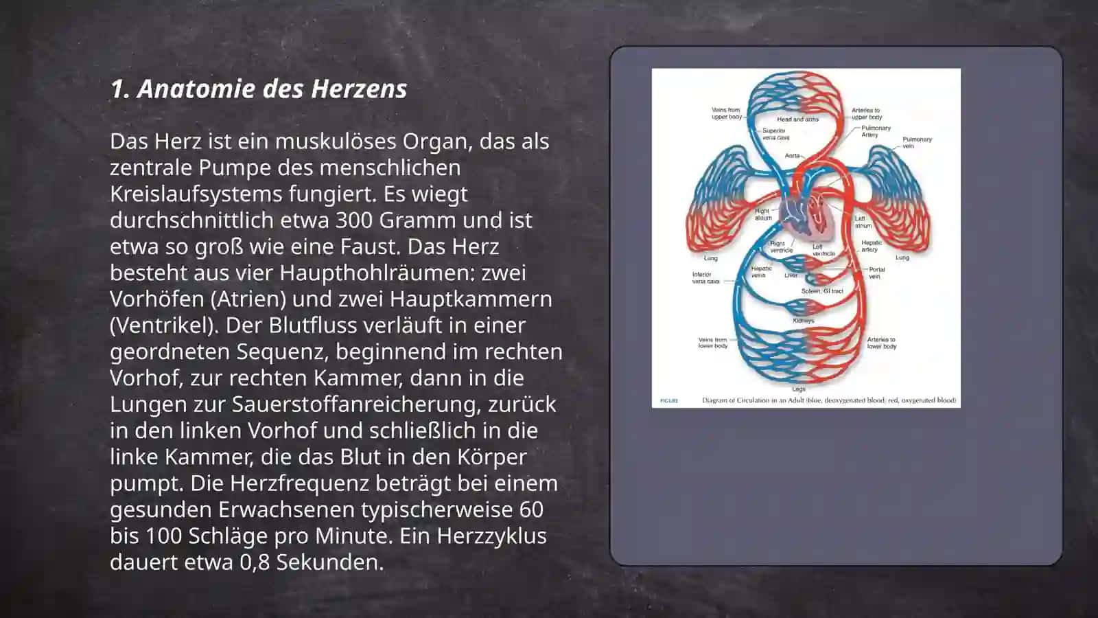 Herz und Blutkreislauf 3