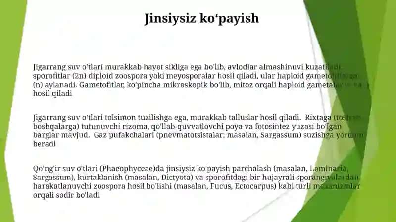 Jigarrang suv o'tlari tuzilishi va morfologiyasi 3