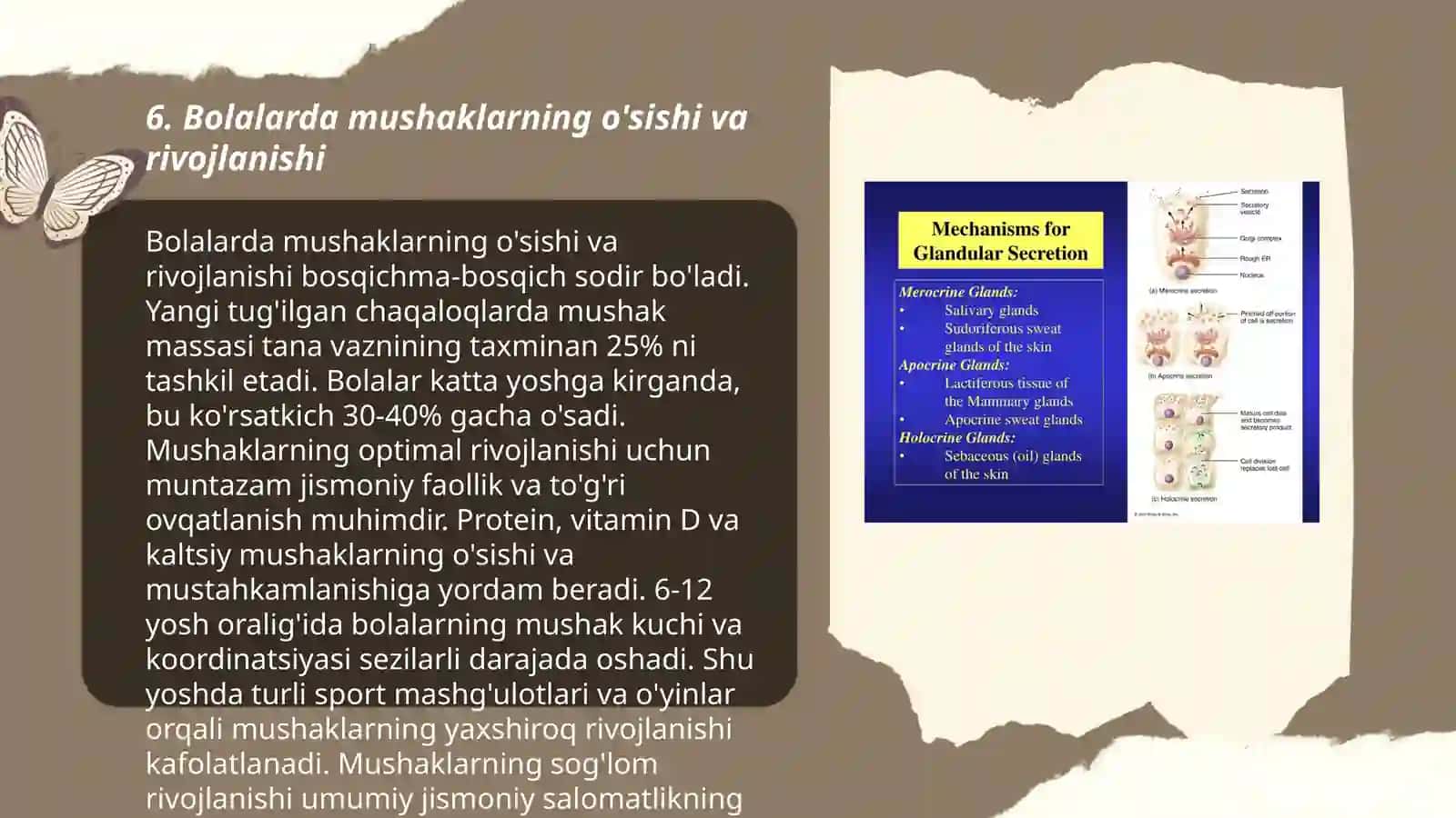 Bolalarda ichki sekretsiya bezlari, teri va teri osti yog‘ qavatining anatomo-fiziologik xususiyatlari 3