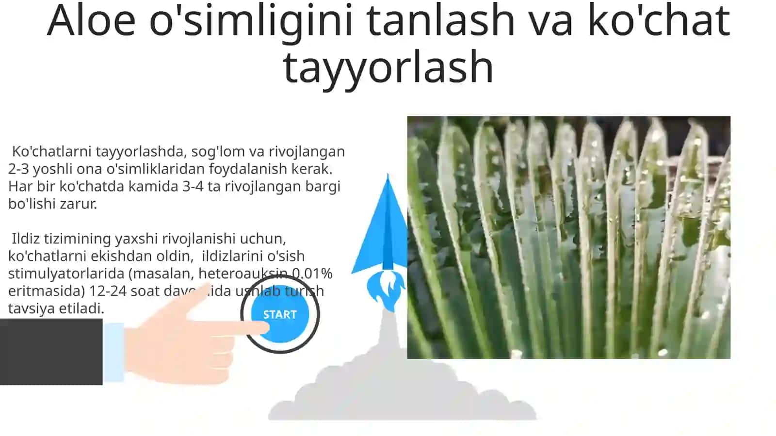 Aloe oʻsimligining yetishtirish texnologiyasi 3