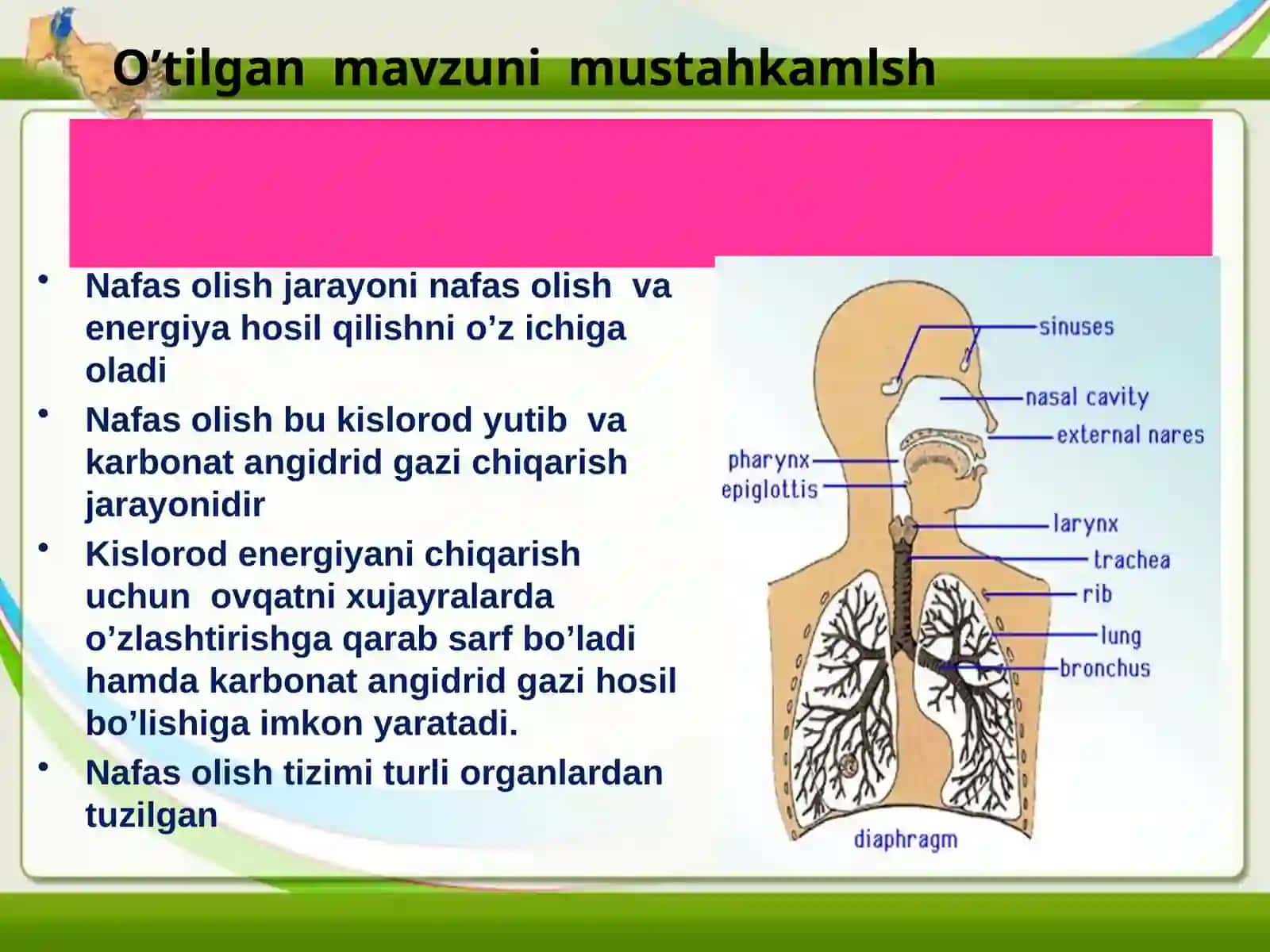 Odamlarning nafas olish tizimi 3