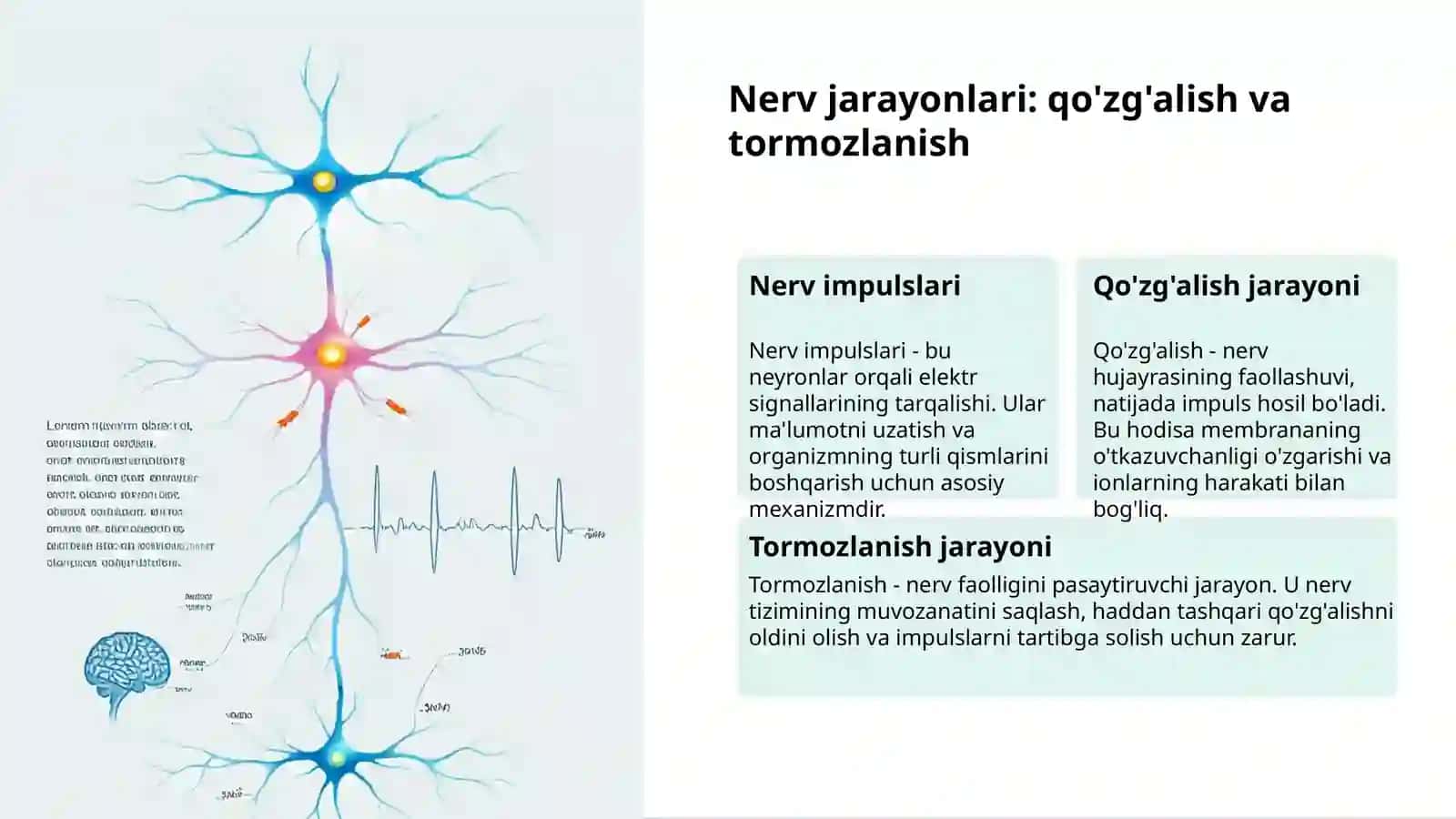 Oliy Nerv Faoliyati: Asosiy Tushunchalar 3