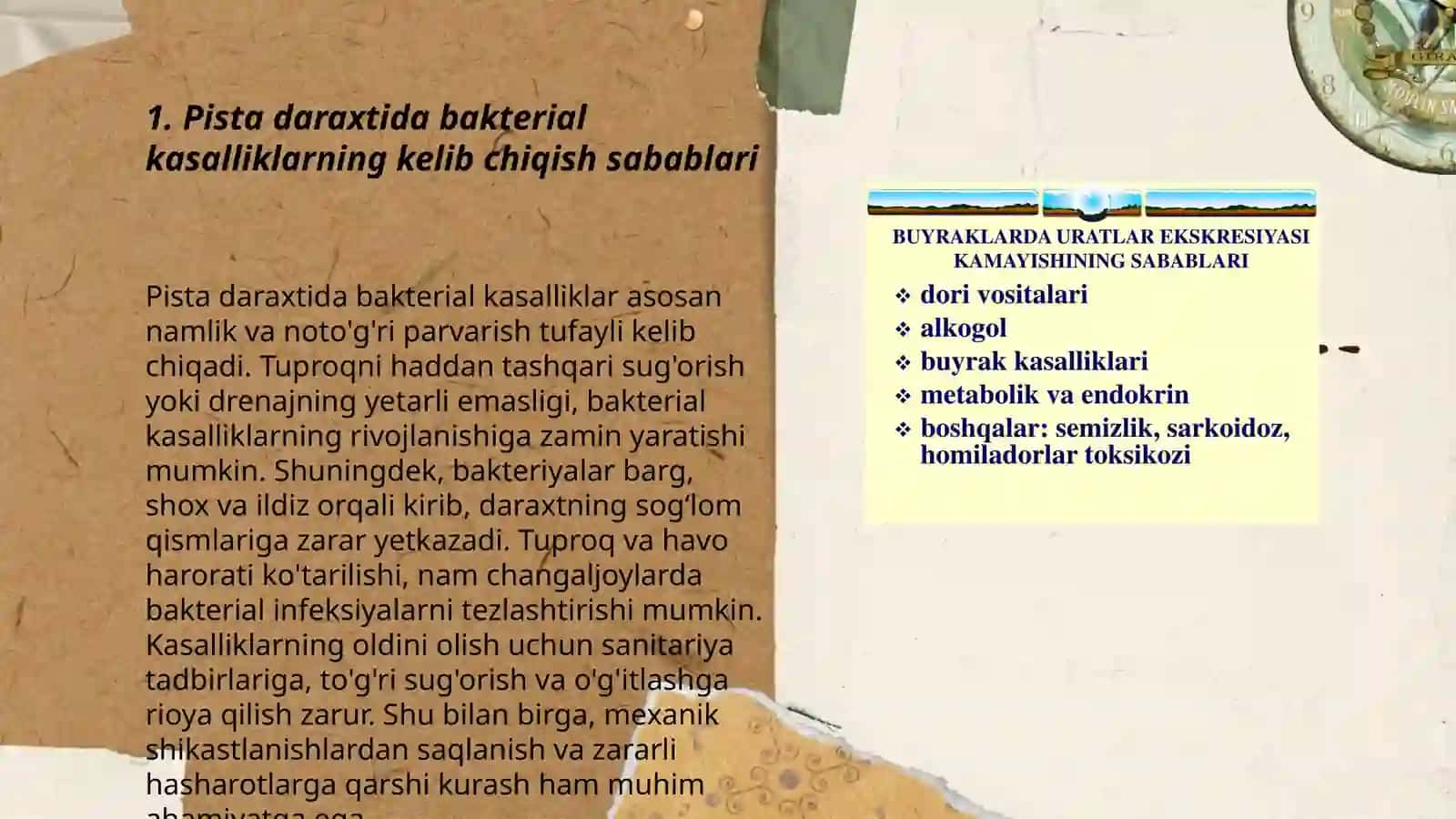 Pista daraxtining bakterial kasalliklari va ularga qarshi kurash choralari 3