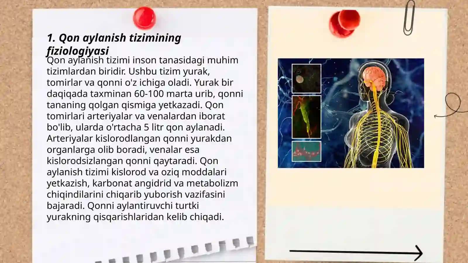 Qon aylanishining boshqarilishi 3
