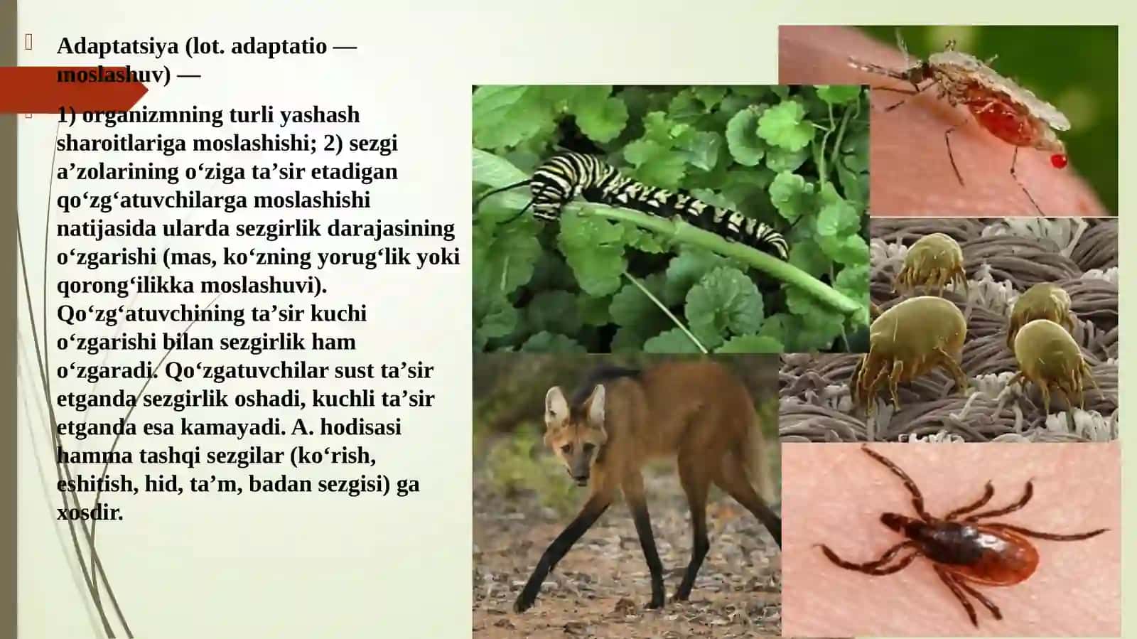 Parazitlarning yashash sharoitiga adaptatsiyalari 3