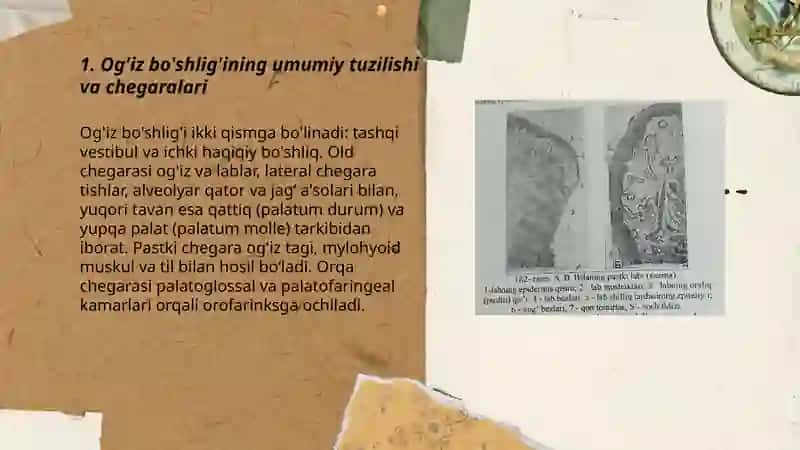 Og'iz bo'shlig'i va uning a'zolari 3