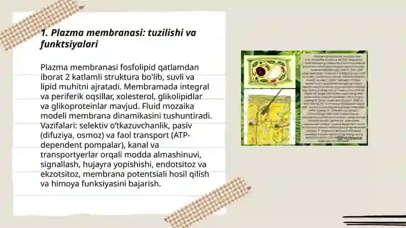 Hujayra elementlarining funkciyalari va gistologik strukturasi 3