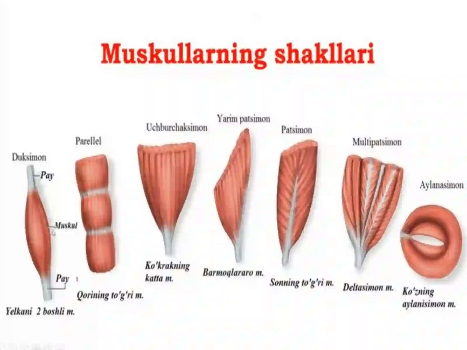 Miologiya.Muskullar haqida ta’limot. Bosh muskullari 3